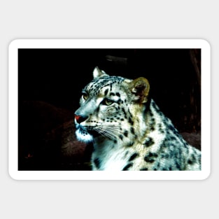 Endangered Snow Leopard Sticker